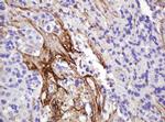 NRAS Antibody in Immunohistochemistry (Paraffin) (IHC (P))