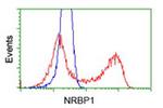 NRBP1 Antibody in Flow Cytometry (Flow)