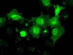 NRBP1 Antibody in Immunocytochemistry (ICC/IF)