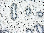 NRBP1 Antibody in Immunohistochemistry (Paraffin) (IHC (P))