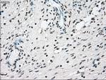 NRBP1 Antibody in Immunohistochemistry (Paraffin) (IHC (P))