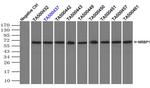 NRBP1 Antibody in Immunoprecipitation (IP)