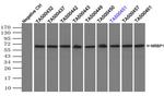 NRBP1 Antibody in Immunoprecipitation (IP)