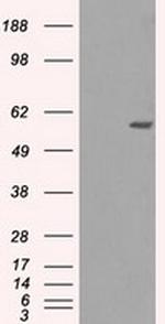 NRBP1 Antibody in Western Blot (WB)