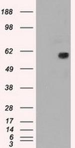 NRBP1 Antibody in Western Blot (WB)