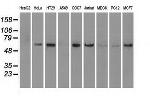 NRBP1 Antibody in Western Blot (WB)