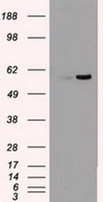 NRBP1 Antibody in Western Blot (WB)