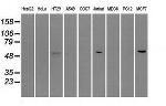 NRBP1 Antibody in Western Blot (WB)