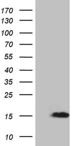 NRGN Antibody in Western Blot (WB)