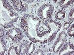 NRIP3 Antibody in Immunohistochemistry (Paraffin) (IHC (P))