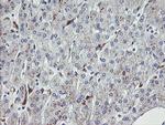 NRIP3 Antibody in Immunohistochemistry (Paraffin) (IHC (P))