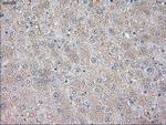 NT3 Antibody in Immunohistochemistry (Paraffin) (IHC (P))