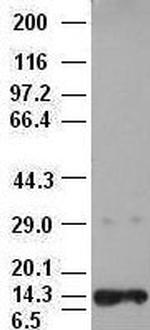 NT3 Antibody in Western Blot (WB)