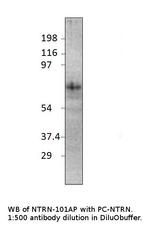 Netrin 1 Antibody in Western Blot (WB)