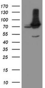 NUB1 Antibody in Western Blot (WB)