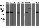 NUB1 Antibody in Western Blot (WB)