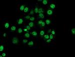 NUBPL Antibody in Immunocytochemistry (ICC/IF)