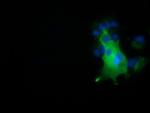 NUMB Antibody in Immunocytochemistry (ICC/IF)