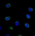 NUP214 Antibody in Immunocytochemistry (ICC/IF)