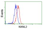 NXNL2 Antibody in Flow Cytometry (Flow)