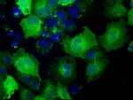 NXNL2 Antibody in Immunocytochemistry (ICC/IF)