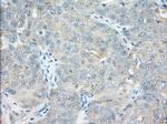 NXNL2 Antibody in Immunohistochemistry (Paraffin) (IHC (P))