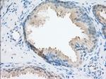 NXNL2 Antibody in Immunohistochemistry (Paraffin) (IHC (P))