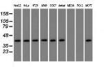 NXNL2 Antibody in Western Blot (WB)