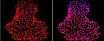 Nanog Antibody in Immunocytochemistry (ICC/IF)