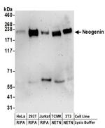 Neogenin Antibody in Western Blot (WB)