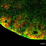 Nestin Antibody in Immunohistochemistry (Frozen) (IHC (F))