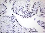 Nkx3.1 Antibody in Immunohistochemistry (Paraffin) (IHC (P))