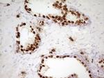 Nkx3.1 Antibody in Immunohistochemistry (Paraffin) (IHC (P))