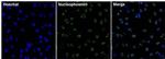 NPM1 Antibody in Immunocytochemistry (ICC/IF)