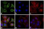 Mouse IgG (H+L) Secondary Antibody in Immunocytochemistry (ICC/IF)