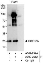 OBFC2A Antibody in Immunoprecipitation (IP)