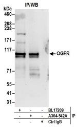 OGFR Antibody in Western Blot (WB)