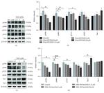 Phospho-Tau (Thr231) Antibody in Western Blot (WB)