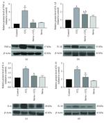 IL-6 Antibody in Western Blot (WB)