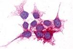 P2Y14 Antibody in Immunocytochemistry (ICC/IF)