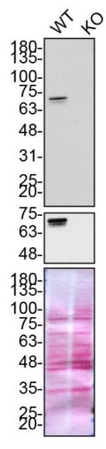 Optineurin Antibody in Western Blot (WB)