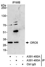 ORC6 Antibody in Immunoprecipitation (IP)