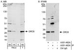 ORC6 Antibody in Western Blot (WB)