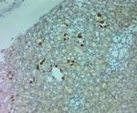 AQP6 Antibody in Immunohistochemistry (Paraffin) (IHC (P))