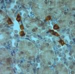 AQP6 Antibody in Immunohistochemistry (Paraffin) (IHC (P))