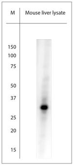 AQP9 Antibody in Western Blot (WB)