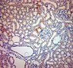 ACE2 Antibody in Immunohistochemistry (Paraffin) (IHC (P))