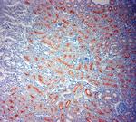 ACE2 Antibody in Immunohistochemistry (Paraffin) (IHC (P))