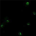 BEX1 Antibody in Immunocytochemistry (ICC/IF)