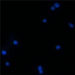 BEX1 Antibody in Immunocytochemistry (ICC/IF)